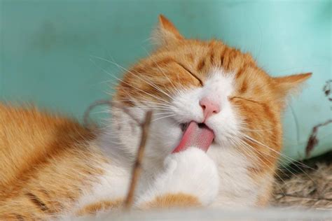 kediler neden derin nefes alır